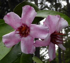 Climbing Oleander, Rose Allamanda, Cream Fruit, Strophanthus gratus